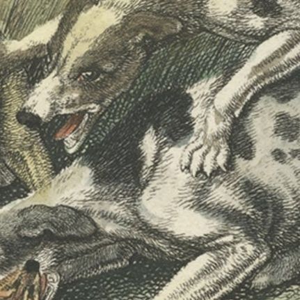 Antique Hand-Colored Print of Hunting Dogs Attacking a Fox, 1812, close-up 2