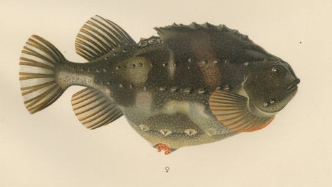 Lumpsucker - Distinctive Hand-Coloured Scandinavian Fish Lithograph, 1895, close-up 3