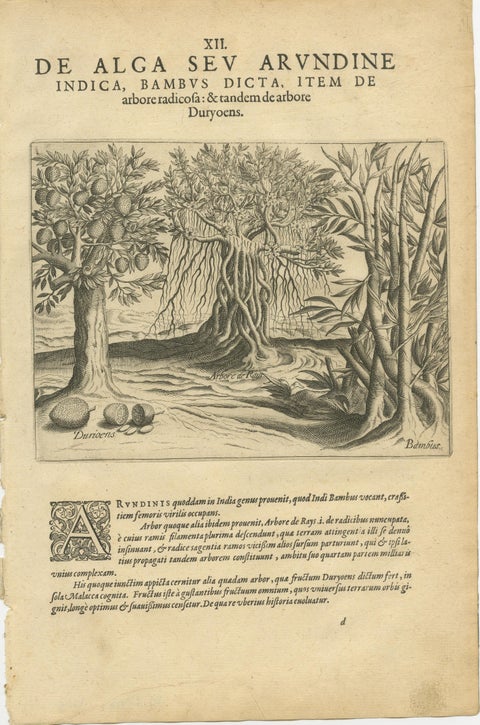 De Bry Indian Botanical Engravings, Coconut, Bamboo & Cashew Trees, c.1598, view 3