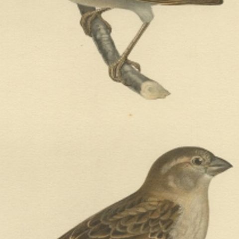 Antique Bird Print of the House Sparrow by Von Wright, 1927, close-up 2