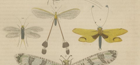 A Study of Winged Insects: An Entomological Collection from the 18th Century, close-up 2