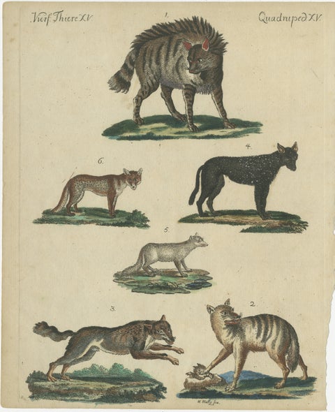 Antique Handcolored Engraving of Wild Canines and Hyenas, c.1800, view 2