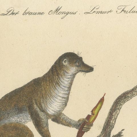 Antique Ring-Tailed Lemur Lithograph by Karl Joseph Brodtmann, 1816, close-up 6
