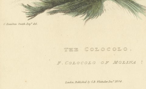 Antique Print with Hand Coloring of a Pampas Cat, close-up 2