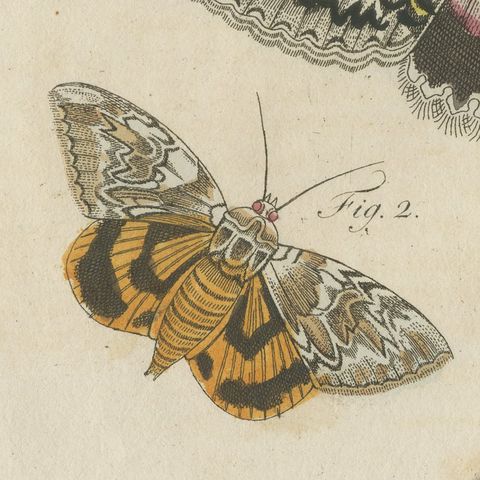 Underwing and Tiger Moths with Caterpillars, Antique Bertuch Print, circa 1805, close-up 4