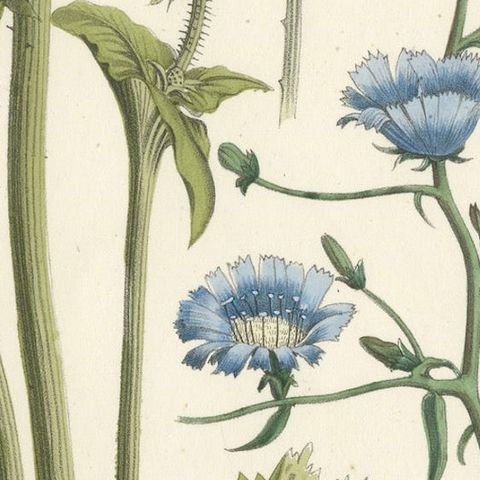 Hand-Colored Botanical Lithograph of Teasel and Chicory, Calwer, 1854, close-up 5