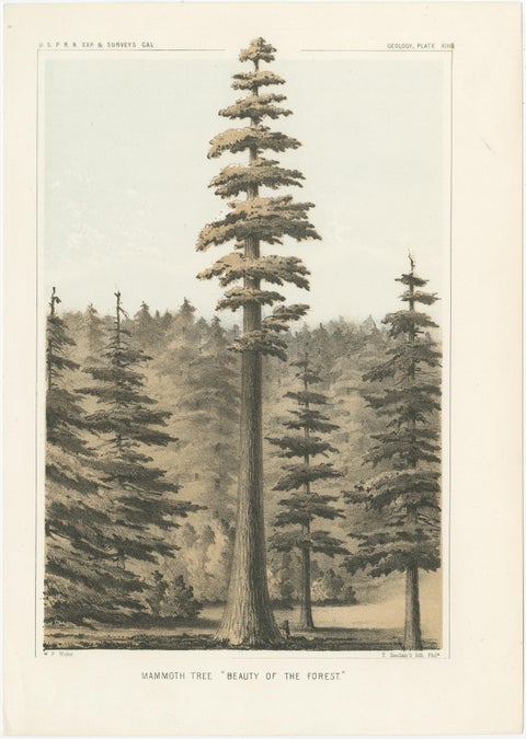 Towering Mammoth Tree in California: "Beauty of the Forest" Lithograph of 1856, view 2