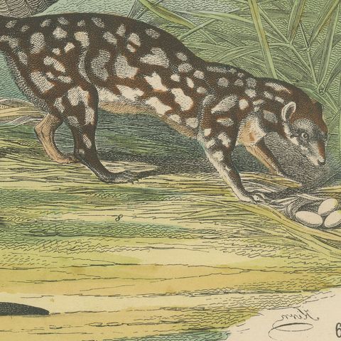 Antique Kangaroo and Otter Print with Ermine and Skunk, Kolb Mammals, circa 1890, close-up 1
