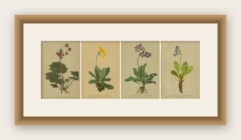 Alpine Botanical Prints Set, Primula & Cortusa, Palla Atlas, 1897, shown framed