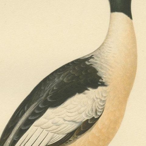 Antique Bird Print of the Common Merganser by Von Wright '1929', close-up 2