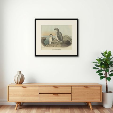 Spectacular Antique Bird Print of an Adult and Young Temminck's Auk, 1869, shown framed on a wall