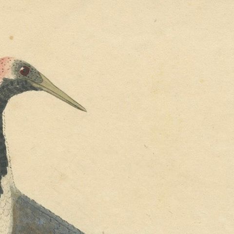 Original Antique Hand-colored Copperplate Engraving of a Crane, 1794, close-up 5