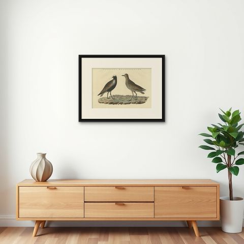 Antique Bird Print of the Grey Plover by Sepp & Nozeman, 1829, shown framed on a wall
