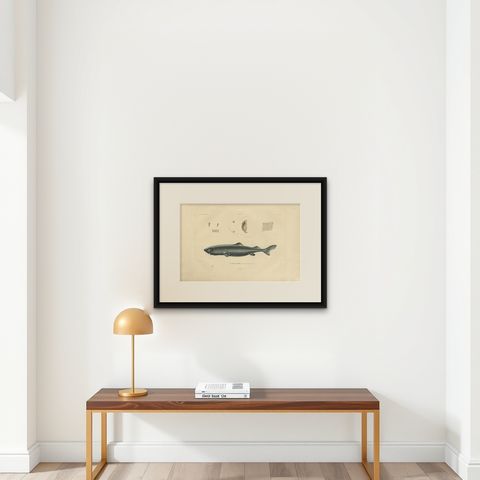 Rare Hand-Colored Antique Engraving of A Greenland Shark, 1842, shown framed on a wall