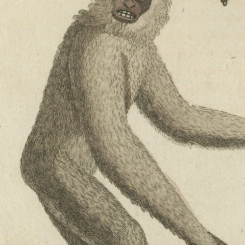Gibbon and Monkeys, Antique Bertuch Print, Vienna, circa 1805, close-up 5
