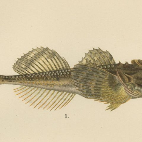 Fourhorn Sculpin and Long-Spined Bullhead - Intricate Scandinavian Fish Litho, close-up 6