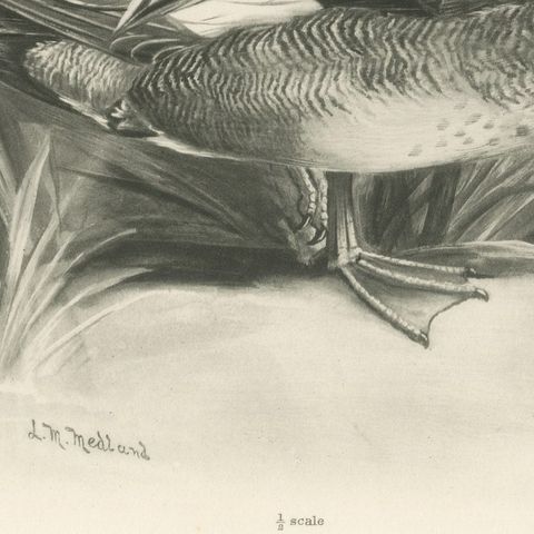 Gadwall Duck among Reeds, Plate CLXXI, Antique Bird Print by Medland, 1909, close-up 3