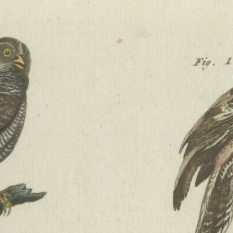 Antique Print of various Owls including the Little Owl, close-up 4