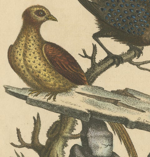 Grey Peacock-Pheasant Hen: A 1746 Engraving by George Edwards, close-up 2