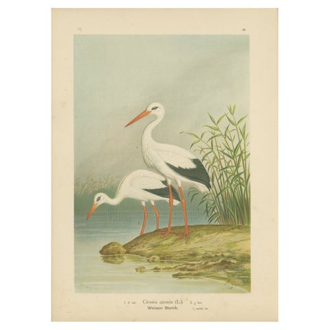White Storks by the Water’s Edge, Elegant Antique Bird Chromolithograph c.1880