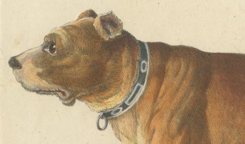 Antique English Mastiff Dog Lithograph by Karl Joseph Brodtmann, 1816, close-up 1