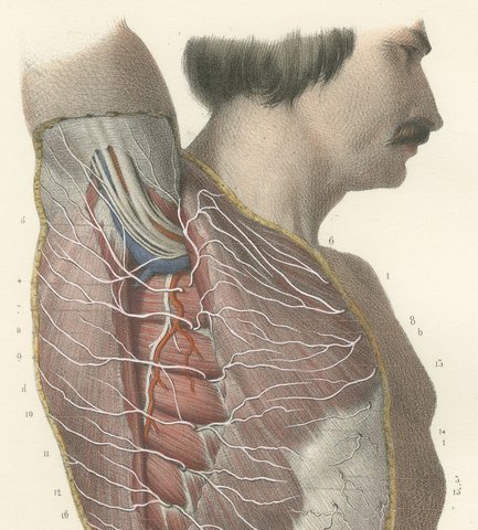 Cutaneous Nerves of the Flank, Antique Hirschfeld Anatomy Print, 1866, view 3