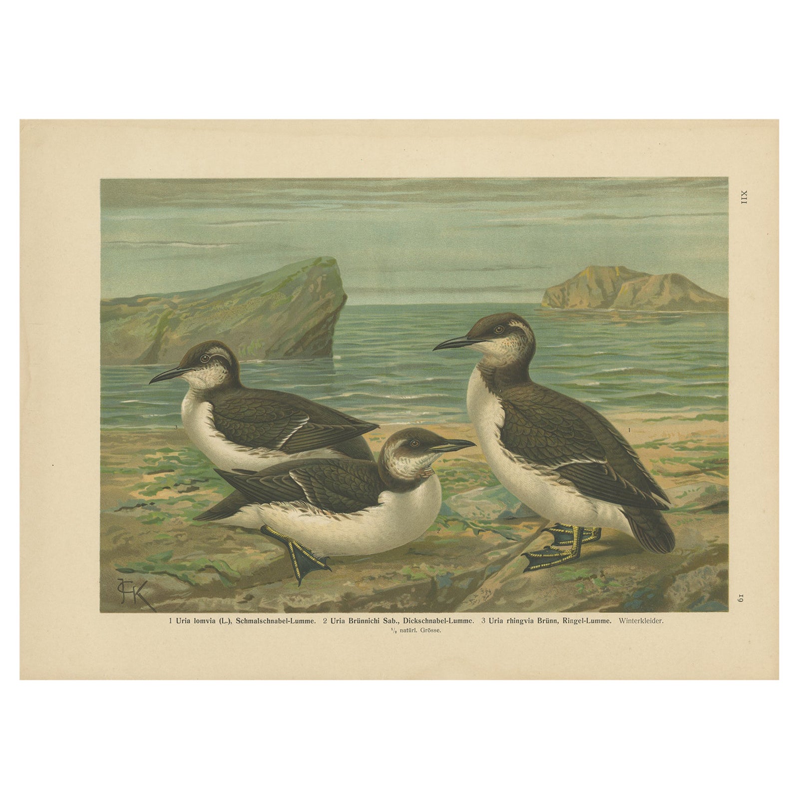 Seabirds on a Northern Shore, Elegant Antique Guillemots Chromolithograph, 1880
