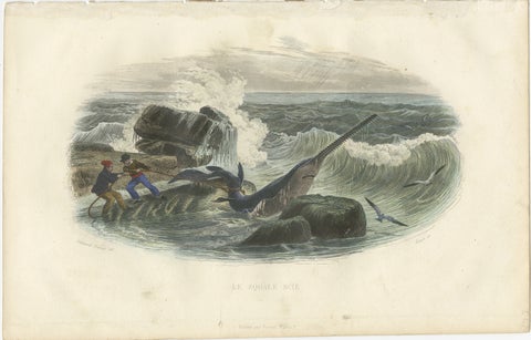 Le Squale Scie (Sawfish), Hand-Colored Engraving, 1840, view 2
