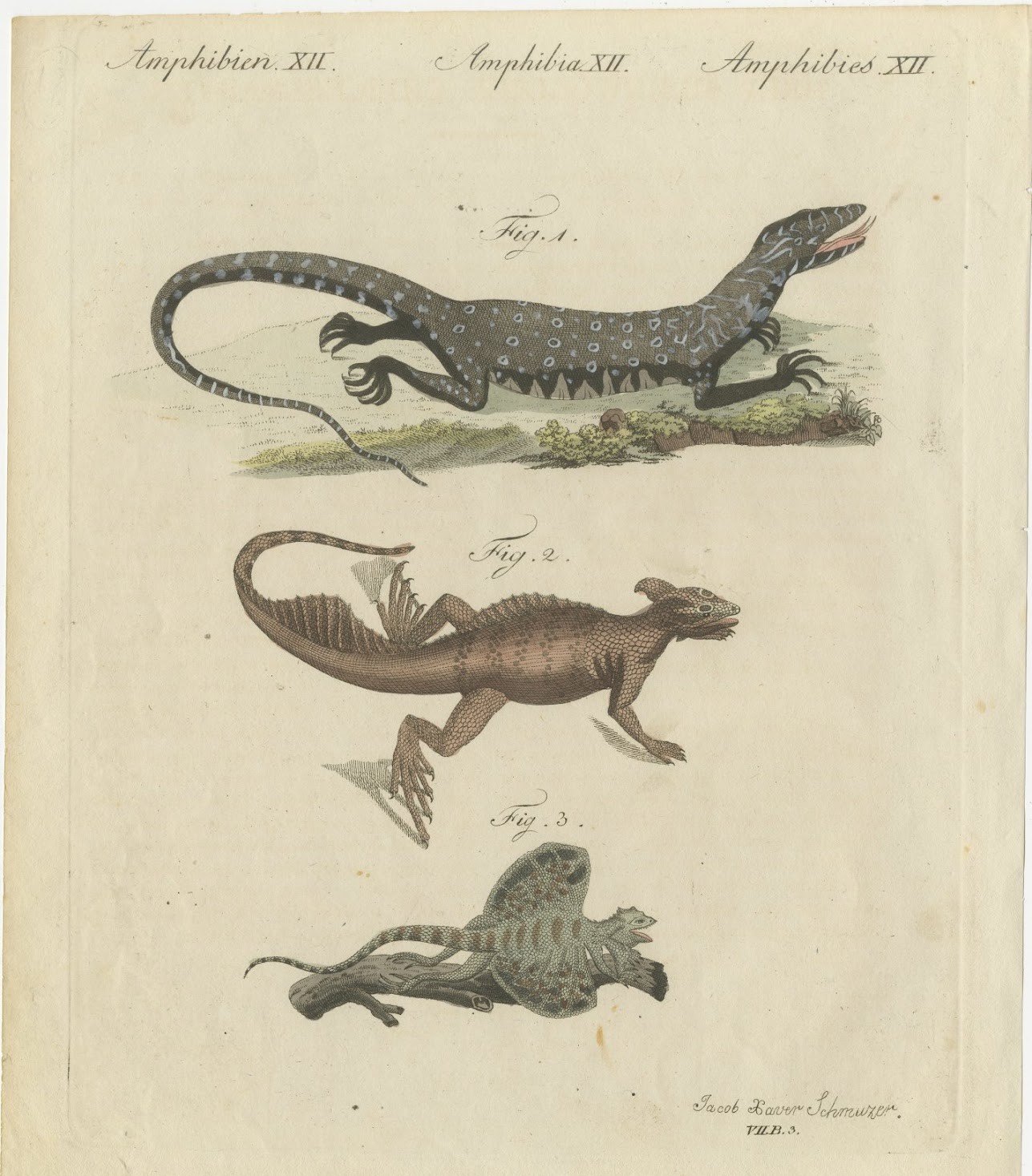 Monitor, Basilisk and Flying Dragon, Antique Bertuch Print, Vienna, circa 1805