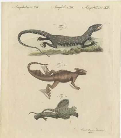 Monitor, Basilisk and Flying Dragon, Antique Bertuch Print, Vienna, circa 1805