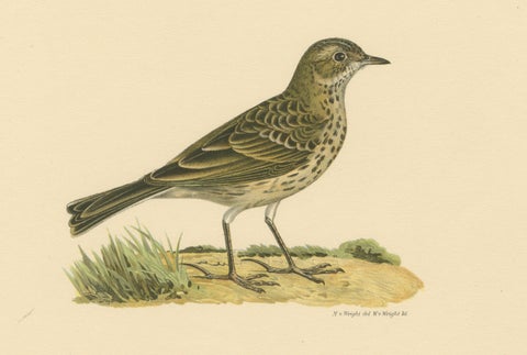 Anthus Pratensis - Hand-colored Meadow Pipit Lithograph, 1927, close-up 3