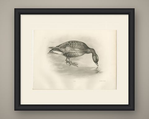 Grey Goose Feeding, Antique Bird Print after Lilian Medland, circa 1909, shown framed