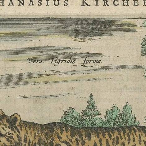 Antique Print of a Tiger by A. Kircher, circa 1660, close-up 1