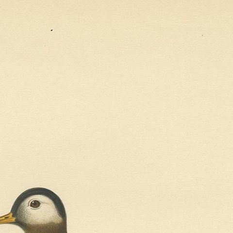 Antique Bird Print of the Red Phalarope by Von Wright '1929', close-up 1