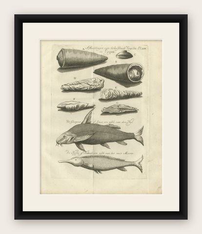 Embalmed Birds and Nile Fish, Egyptian Natural Curiosities, c.1776, shown framed