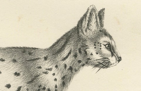 19th-Century Lithograph of the Gentle Cat and the Serval in Elegant Poses, close-up 1