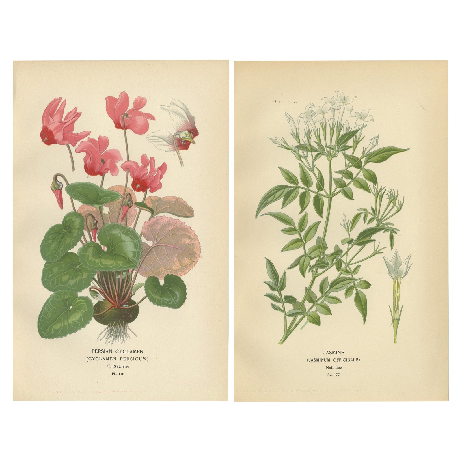 1897 Original Antique Botanical Prints, Persian Cyclamen and Jasmine