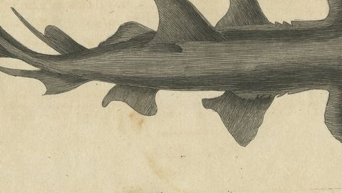 Hammerhead Shark with Pipefish and Sea Moths, Antique Bertuch Print, circa 1820, close-up 2