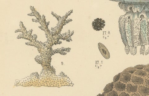 Corals & Jellyfish Print: Medusa, Anemone, Corals, Ctenophores, Antique 1867, close-up 5