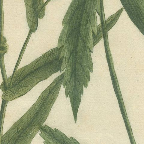 Hand-finished Mezzotint Engraving of two Chrysanthemum species, close-up 2