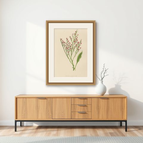 Alpine Botanical Lithograph of Dwarf Hoary Sea-lavender, 1874, shown framed on a wall