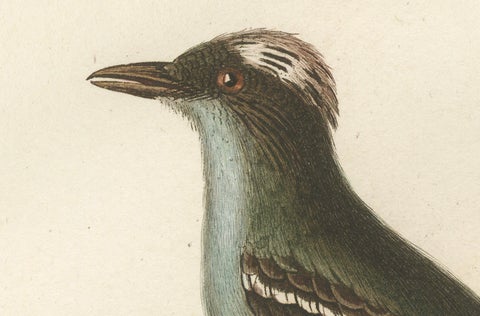 White-Crested Flycatcher - 'Le Moucherolle à huppe blanche' Ornithological Art, close-up 1