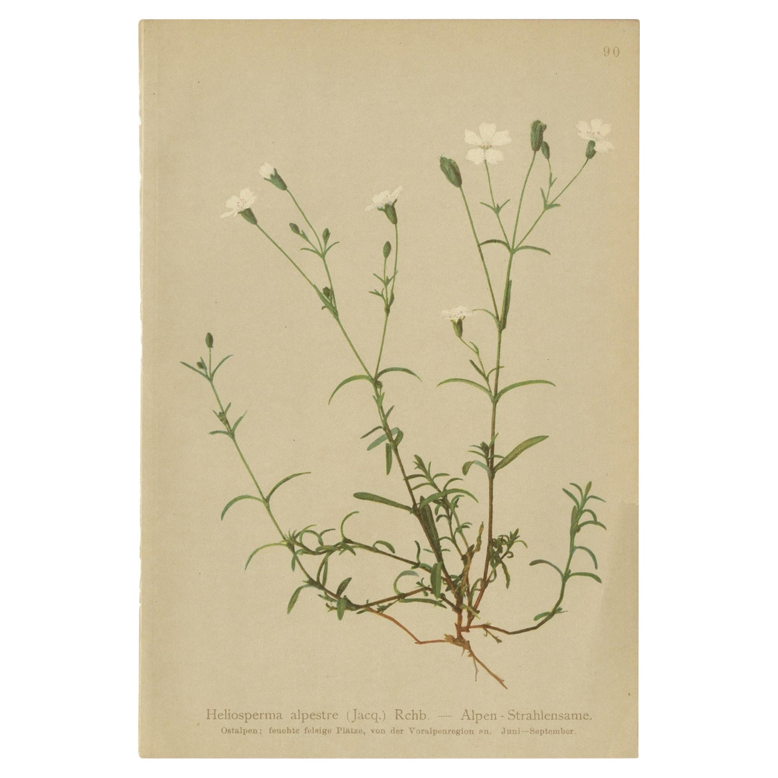 Antique Botany Print of The Heliosperma Plant by Palla, 1897