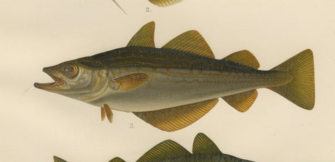 Whiting, Poor Cod, Pollack and Saithe - Captivating Fish Litho, 1895, close-up 2