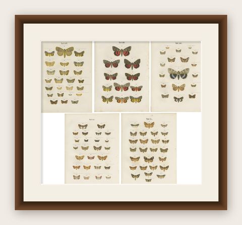 Set of 5 Antique Prints of Various Butterflies and Moths by Ramann, circa 1870, shown framed