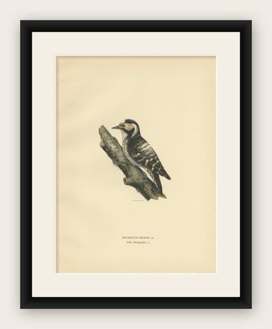 Antique Bird Print of the Female Lesser Spotted Woodpecker by Von Wright, 1927, shown framed