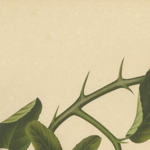 Original Antique Botanical Chromolithograph of Buddha's Hand Citron, c. 1880, close-up 4