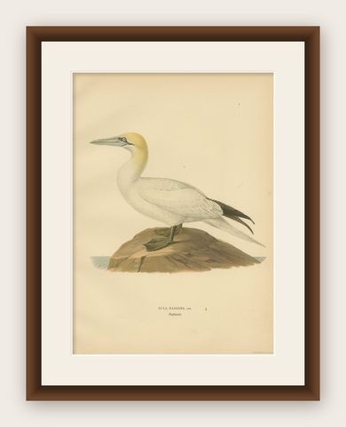 Lithograph of The Regal Perch: The Northern Gannet (Sula bassana), 1927, shown framed