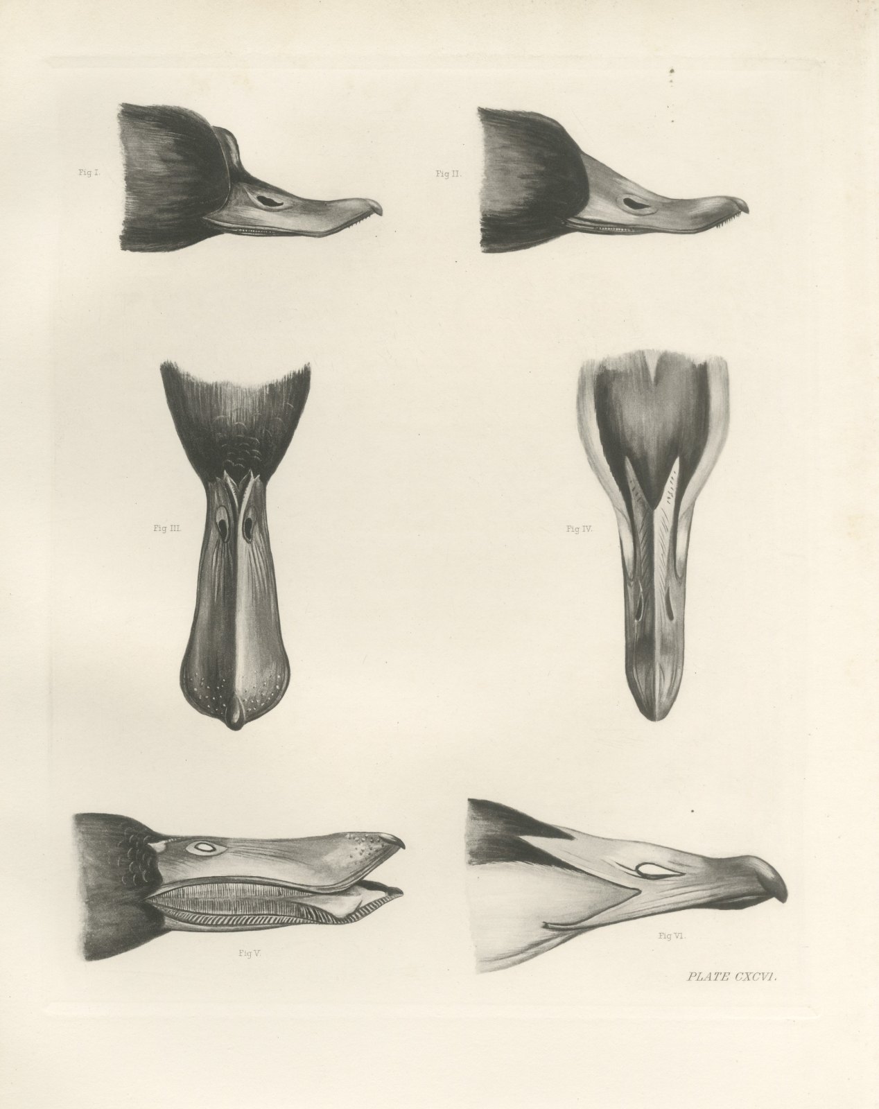 Six Studies of Duck Heads and Bills, Plate CXCVI after Lilian Medland, c. 1909