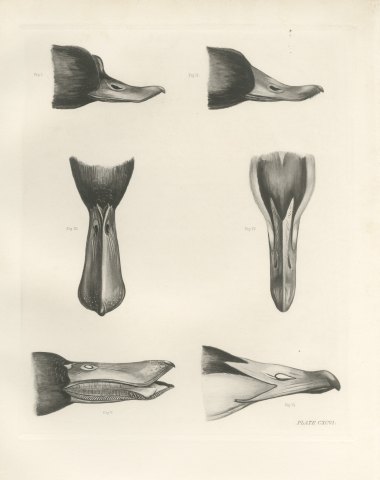 Six Studies of Duck Heads and Bills, Plate CXCVI after Lilian Medland, c. 1909